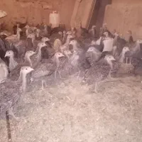 جوجه بوقلمون برنز