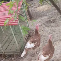 بوقلمون بوربون نر