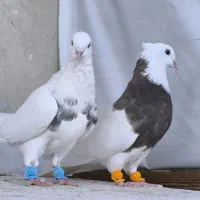 طوقی پرپر و سرکه‌ای ماده|پرنده|قزوین, |دیوار