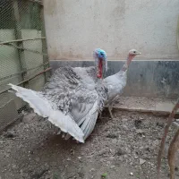 بوقلمون اسلیت|حیوانات مزرعه|رباط‌کریم, رباط‌کریم|دیوار