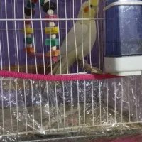 عروس هلندی سه ماهشه