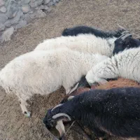 میش جوان فروشی|حیوانات مزرعه|سربیشه, |دیوار