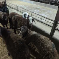 کارگر برای کار در دامداری،پرواربندی گوسفند