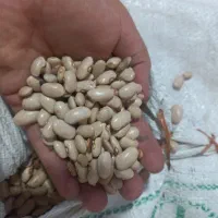 لوبیا کشاورزی