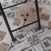 گم شده|حیوانات|بندر گناوه, |دیوار