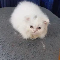 بچه گربه