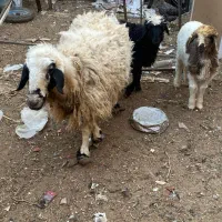 یک عدد میش دوقلو زا با ۲تا بره نر و بز با۲تاکهره