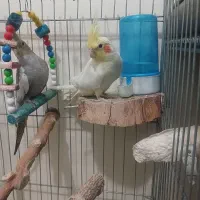 عروس هلندی|پرنده|پاکدشت, شهرک امام رضا|دیوار