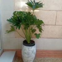 گل و گیاه طبیعی