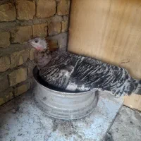 بوقلمون ماده کورچ شده و تخم گزار