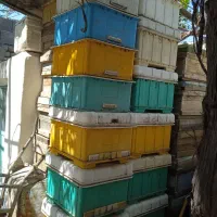 تعدادی  کندو وقاب