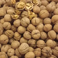 گردو محلی پوست کاغذی