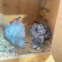 جفت مولد کاسکو در حال تخم