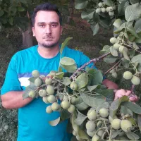 نهالستان گردو و ارقام متنوع میوه های پربار پالیز|خدمات باغبانی و درختکاری|ربط, |دیوار