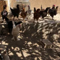 نیمچه برهما