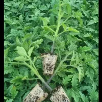 نشا گوجه تیوا و رعد