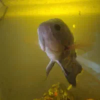 آکواریوم همراه با وسایلش