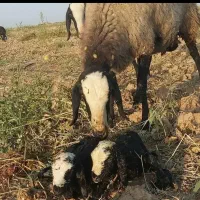 صفحه اصلی بلاگ دامپروری پرورش گوسفند شال بره csre|حیوانات مزرعه|بومهن, |دیوار