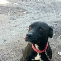 پیت بول ماده