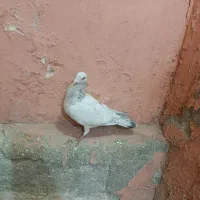 سفید هفرنگ ماده|پرنده|بشاریات, |دیوار