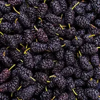 نهال‌های پر بار و اصلاح شده