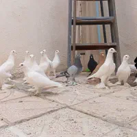کبوتر