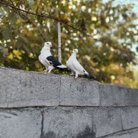 یه جفت کبوتر