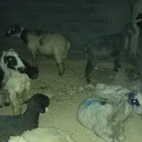 گوسفند