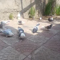 کفتر رخ و پرشی