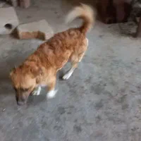 سگ پاپی پیداشده