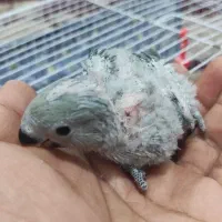 جوجه طوطی برزیلی