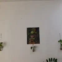 گل طبیعی زیبا|گل و گیاه طبیعی|سبزوار, هفت تیر|دیوار
