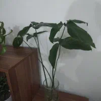 قلمه سینگینیوم، پتوس، برگ انجیری، زاموفیلیا