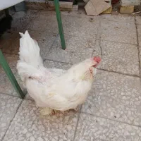 مرغ|پرنده|قم, مسجد امام حسن|دیوار