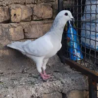 کبوتر|پرنده|شیراز, میانرود|دیوار