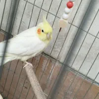 عروس هلندی نر و ماده|پرنده|خرمآباد, |دیوار