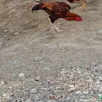 خروس|حیوانات مزرعه|بمپور, |دیوار