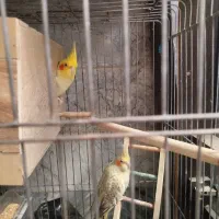 عروس هلندی مولد