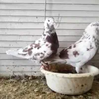 کبوتر ایرانی