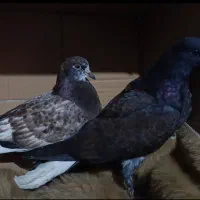 کبوتر پرشی|پرنده|رشت, کوی جام جم|دیوار