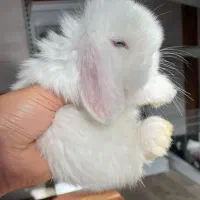 خرگوش فرانسوی عروسکی|موش و خرگوش|گرگان, |دیوار