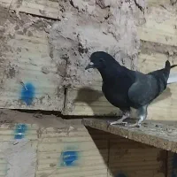 کفتر حتمابخونین