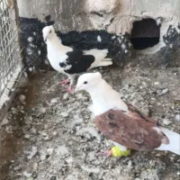 کفتر بوم