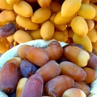 فروش خرما خشت در سطل یک کیلویی سوپر لوکس