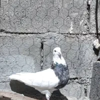 بهبهانی|پرنده|ارژن, |دیوار