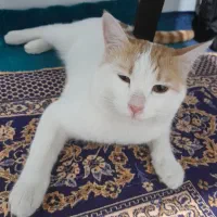 گربه.|گربه|اراک, |دیوار