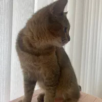 گربه بریتیش بلک گلدماده|گربه|تبریز, |دیوار