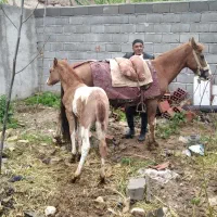 فروش اسب جوان با کره اسب نر 2ماه