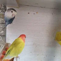 طوطی|پرنده|ارومیه, |دیوار