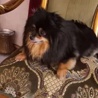 پامرین ماده ۲ساله